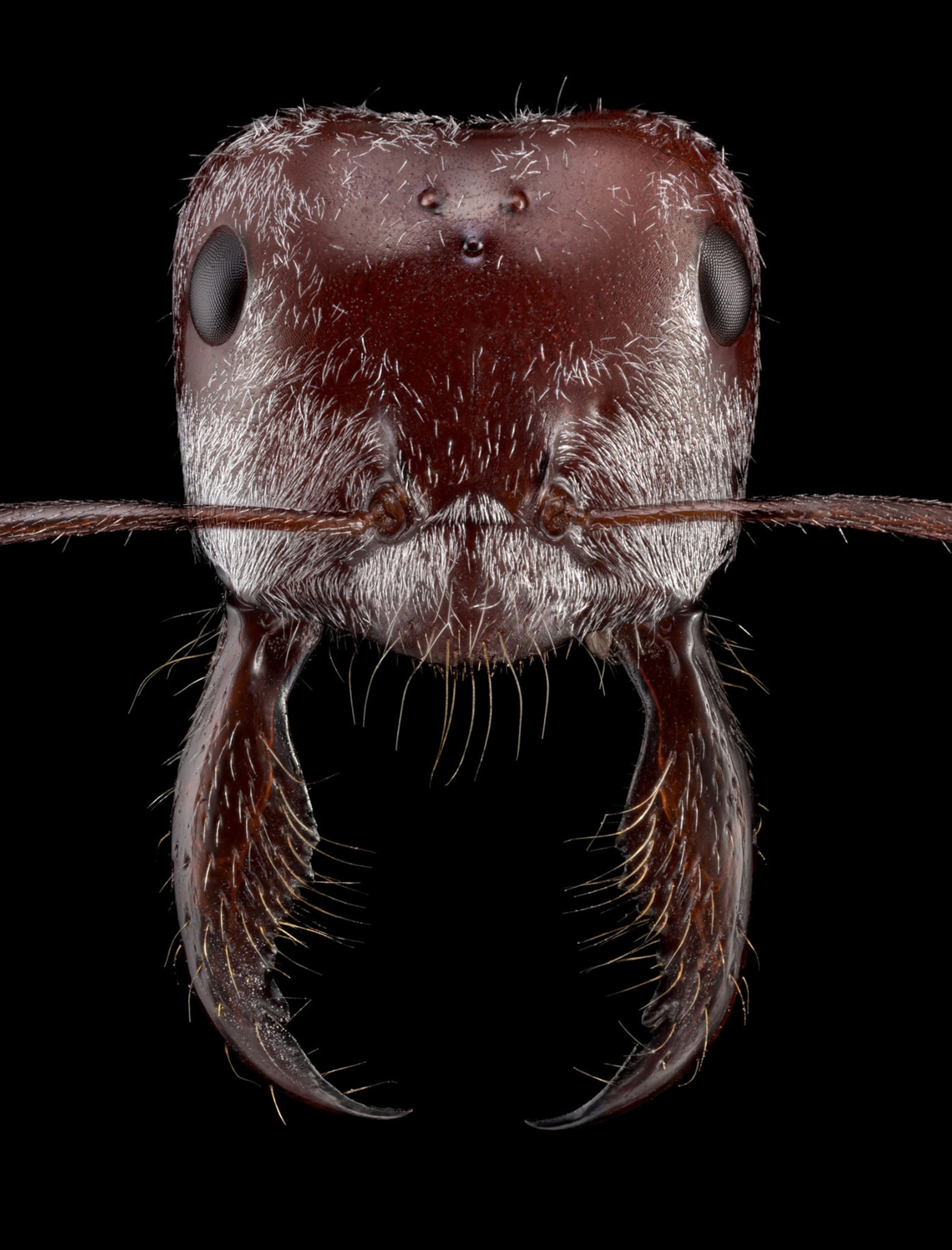 Ant 'portraits' reveal how diverse and beautiful these insects are